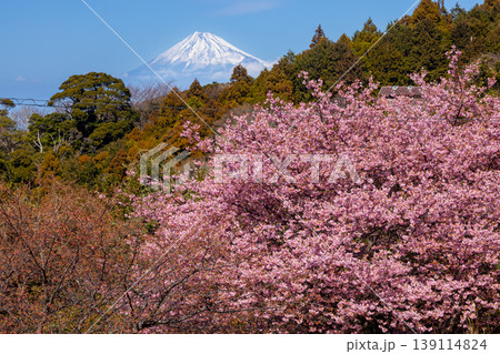静岡県賀茂郡松崎町石部 遠くに富士山を望む、満開の河津桜が咲く石部の棚田の景色 静岡県賀茂郡松崎町石部 遠くに富士山を望む、満開の河津桜が咲く石部の棚田の景色 139114824
