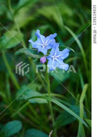 春の草むらに咲く青いホタルカズラの花 春の草むらに咲く青いホタルカズラの花 139114835