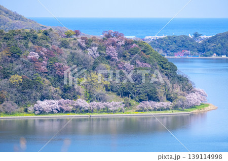 青島の春景色 湖山池 青島の春景色 湖山池 139114998