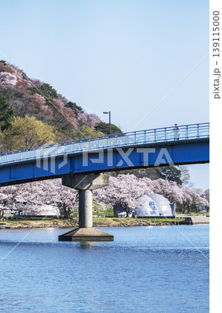 青島の春景色 湖山池 青島の春景色 湖山池 139115000