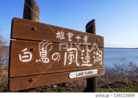 根室十景・白鳥の風蓮湖 根室十景・白鳥の風蓮湖 139115009