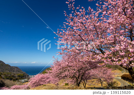 静岡県賀茂郡松崎町石部 眼下に満開の河津桜並木と駿河湾を望む石部の棚田の景色 静岡県賀茂郡松崎町石部 眼下に満開の河津桜並木と駿河湾を望む石部の棚田の景色 139115020