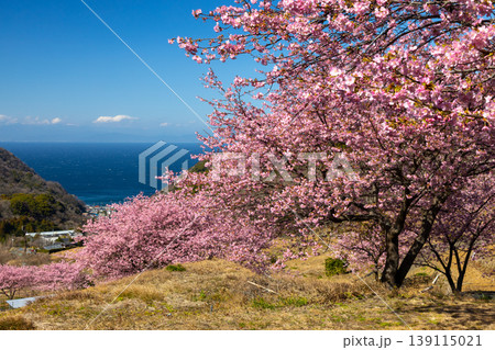 静岡県賀茂郡松崎町石部 眼下に満開の河津桜並木と駿河湾を望む石部の棚田の景色 静岡県賀茂郡松崎町石部 眼下に満開の河津桜並木と駿河湾を望む石部の棚田の景色 139115021