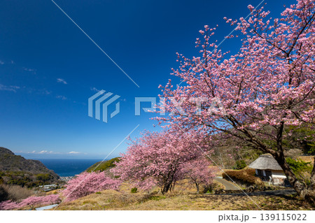 静岡県賀茂郡松崎町石部　眼下に満開の河津桜並木と駿河湾を望む石部の棚田の景色 139115022