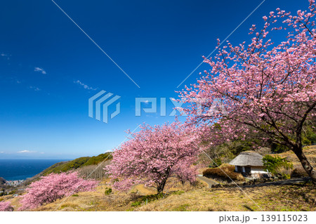 静岡県賀茂郡松崎町石部 眼下に満開の河津桜並木と駿河湾を望む石部の棚田の景色 静岡県賀茂郡松崎町石部 眼下に満開の河津桜並木と駿河湾を望む石部の棚田の景色 139115023