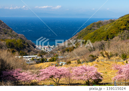 静岡県賀茂郡松崎町石部 眼下に満開の河津桜並木と駿河湾を望む石部の棚田の景色 静岡県賀茂郡松崎町石部 眼下に満開の河津桜並木と駿河湾を望む石部の棚田の景色 139115024
