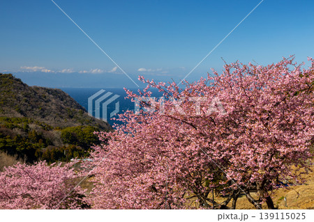 静岡県賀茂郡松崎町石部 眼下に満開の河津桜並木と駿河湾を望む石部の棚田の景色 静岡県賀茂郡松崎町石部 眼下に満開の河津桜並木と駿河湾を望む石部の棚田の景色 139115025
