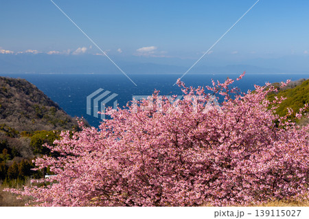 静岡県賀茂郡松崎町石部 眼下に満開の河津桜並木と駿河湾を望む石部の棚田の景色 静岡県賀茂郡松崎町石部 眼下に満開の河津桜並木と駿河湾を望む石部の棚田の景色 139115027