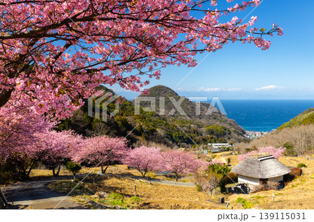 静岡県賀茂郡松崎町石部 眼下に満開の河津桜並木と駿河湾を望む石部の棚田の景色 静岡県賀茂郡松崎町石部 眼下に満開の河津桜並木と駿河湾を望む石部の棚田の景色 139115031