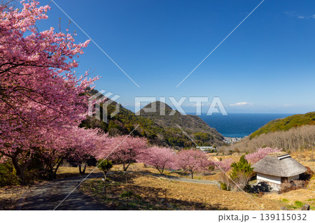 静岡県賀茂郡松崎町石部　眼下に満開の河津桜並木と駿河湾を望む石部の棚田の景色 139115032