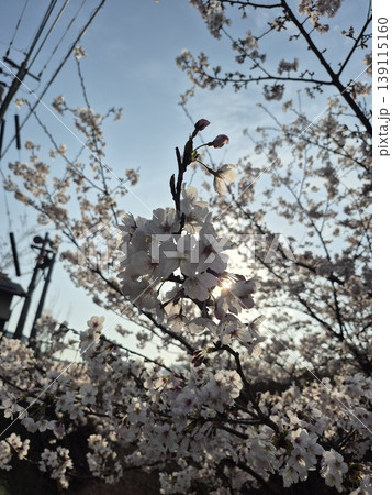青空に映える満開の桜 青空に映える満開の桜 139115160