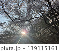 太陽の光の中桜の花びらが舞う 139115161