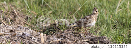 Eurasian skylark (Alauda arvensis) standing in the grass during the day at an open field near a dirt patch in springtime 139115323