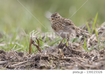 Eurasian skylark (Alauda arvensis) sings on the ground in a grassy field during daylight Eurasian skylark (Alauda arvensis) sings on the ground in a grassy field during daylight 139115326