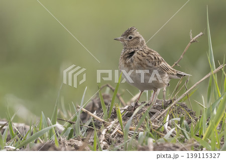 Eurasian skylark (Alauda arvensis) sings on the ground in a grassy field during daylight Eurasian skylark (Alauda arvensis) sings on the ground in a grassy field during daylight 139115327