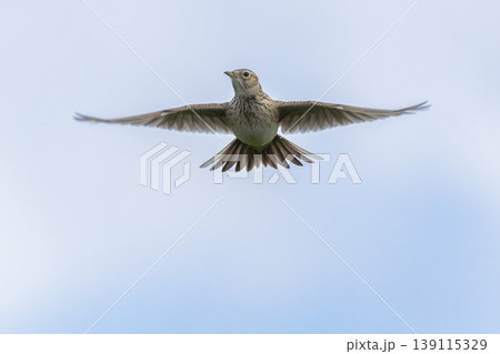 Eurasian skylark (Alauda arvensis) flying in the sky over a natural landscape during daylight hours Eurasian skylark (Alauda arvensis) flying in the sky over a natural landscape during daylight hours 139115329