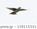Eurasian skylark (Alauda arvensis) flying in the sky over a natural landscape during daylight hours 139115331