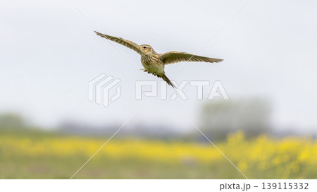 Eurasian skylark (Alauda arvensis) flying over a field with rapeseed flowers in the background during daylight in an open area 139115332