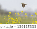 Eurasian skylark (Alauda arvensis) flying over a field with rapeseed flowers in the background during daylight in an open area 139115333