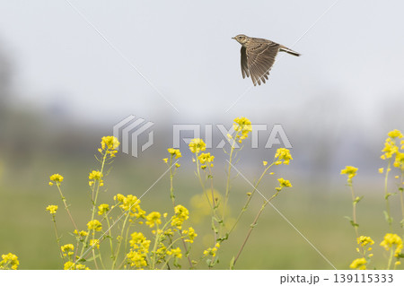 Eurasian skylark (Alauda arvensis) flying over a field with rapeseed flowers in the background during daylight in an open area 139115333