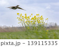 Eurasian skylark (Alauda arvensis) flying over a field with rapeseed flowers in the background during daylight in an open area 139115335