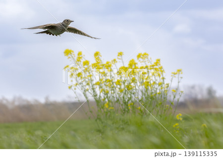 Eurasian skylark (Alauda arvensis) flying over a field with rapeseed flowers in the background during daylight in an open area Eurasian skylark (Alauda arvensis) flying over a field with rapeseed flowers in the background during daylight in an open area 139115335