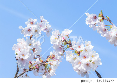 青空と満開の桜 139115377