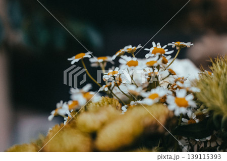 Macro shot of fresh green chrysanthemums and daisies bouquet. Soft cinematic lighting with bokeh, spring botanical aesthetic. 139115393