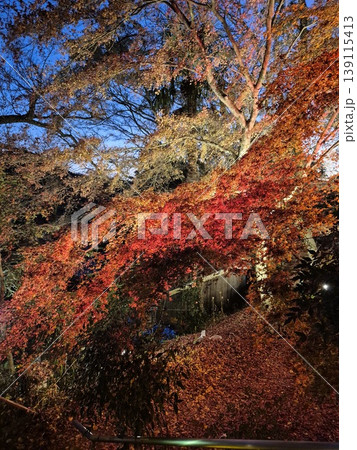 紅葉のライトアップ 139115413