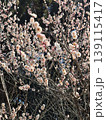 満開のピンクの梅の花 139115417
