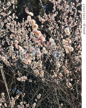 満開のピンクの梅の花 満開のピンクの梅の花 139115417