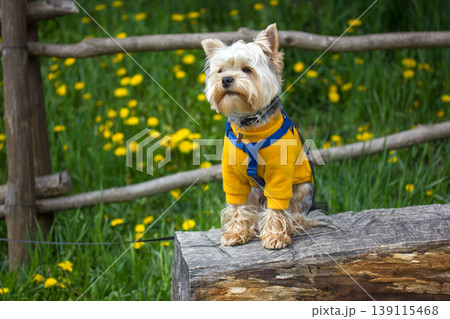 Cute yorkshire terrier wearing yellow sweater and blue harness sitting on wooden bench outdoors, countryside spring meadow with dandelions background, authentic pet lifestyle, cozy dog fashion. Cute yorkshire terrier wearing yellow sweater and blue harness sitting on wooden bench outdoors, countryside spring meadow with dandelions background, authentic pet lifestyle, cozy dog fashion. 139115468