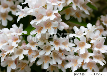 Macro shot of blooming Kolkwitzia amabilis also known as Linnaea amabilis or Beauty Bush, cluster of pink and white bell-shaped flowers in spring garden, botanical floral background. Macro shot of blooming Kolkwitzia amabilis also known as Linnaea amabilis or Beauty Bush, cluster of pink and white bell-shaped flowers in spring garden, botanical floral background. 139115470