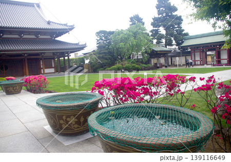 本堂に咲く 三学院 本堂に咲く 三学院 139116649