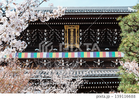 京都 金戒光明寺の春 京都 金戒光明寺の春 139116688