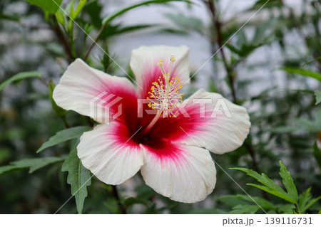 赤いハイビスカスの花 139116731