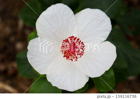 白いハイビスカス 白いハイビスカス 139116736