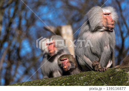 The hamadryas baboon, Papio hamadryas is a species of baboon The hamadryas baboon, Papio hamadryas is a species of baboon 139116877