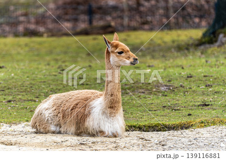 Vicunas, Vicugna Vicugna, relatives of the llama in a German park Vicunas, Vicugna Vicugna, relatives of the llama in a German park 139116881