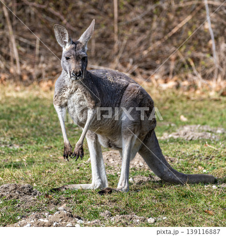 The red kangaroo, Macropus rufus is the largest of all kangaroos and the largest extant marsupial. The red kangaroo, Macropus rufus is the largest of all kangaroos and the largest extant marsupial. 139116887