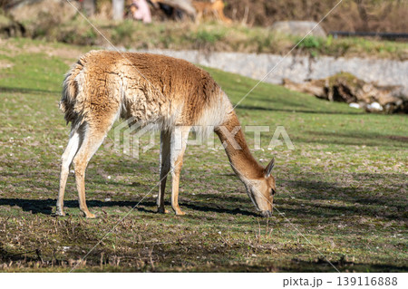 Vicunas, Vicugna Vicugna, relatives of the llama in a German park Vicunas, Vicugna Vicugna, relatives of the llama in a German park 139116888