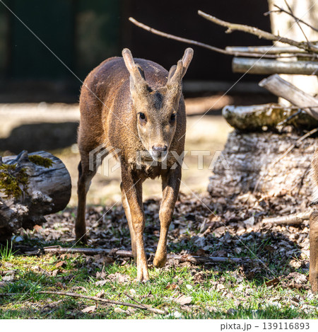 The Indian hog deer, Axis porcinus, is a small cervid native to the region of the Indian subcontinent. The Indian hog deer, Axis porcinus, is a small cervid native to the region of the Indian subcontinent. 139116893