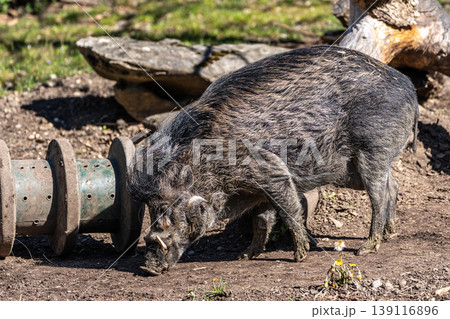 The Visayan warty pig, Sus cebifrons is a critically endangered pig The Visayan warty pig, Sus cebifrons is a critically endangered pig 139116896