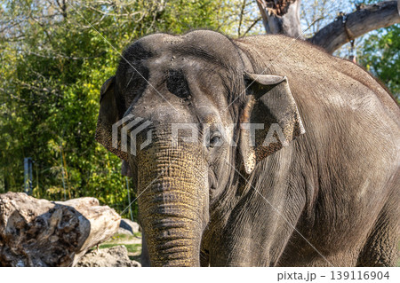 The Asian elephant, Elephas maximus also called Asiatic elephant 139116904