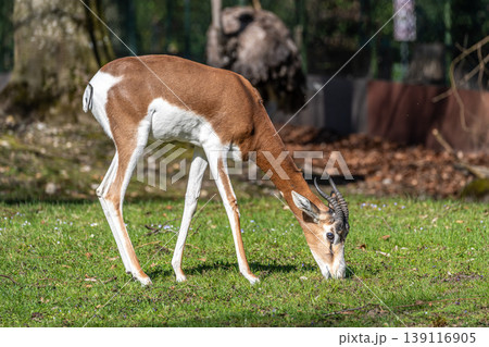 Dama gazelle, Gazella dama mhorr or mhorr gazelle is a species of gazelle Dama gazelle, Gazella dama mhorr or mhorr gazelle is a species of gazelle 139116905
