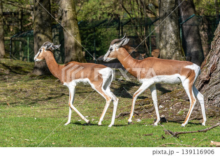 Dama gazelle, Gazella dama mhorr or mhorr gazelle is a species of gazelle Dama gazelle, Gazella dama mhorr or mhorr gazelle is a species of gazelle 139116906