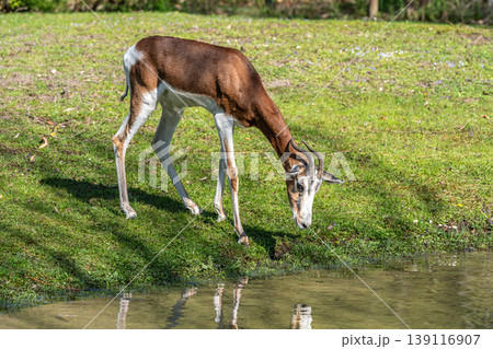 Dama gazelle, Gazella dama mhorr or mhorr gazelle is a species of gazelle 139116907