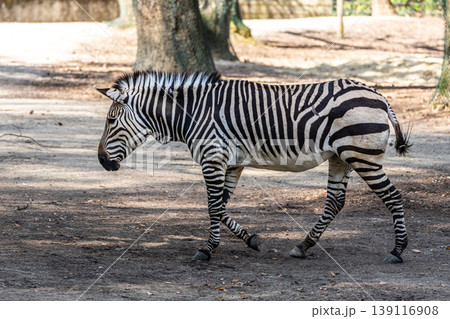 Hartmann's Mountain Zebra, Equus zebra hartmannae. An endangered zebra Hartmann's Mountain Zebra, Equus zebra hartmannae. An endangered zebra 139116908
