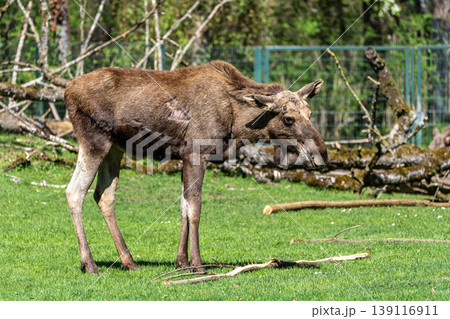 European Moose, Alces alces, also known as the elk European Moose, Alces alces, also known as the elk 139116911
