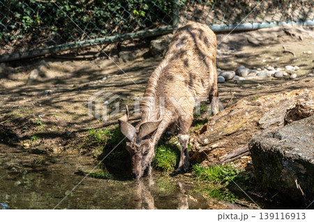 Turkmenian markhor, Capra falconeri heptneri living on the rocks 139116913